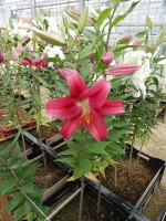 [4279 Merapi Mak No01.JPG]